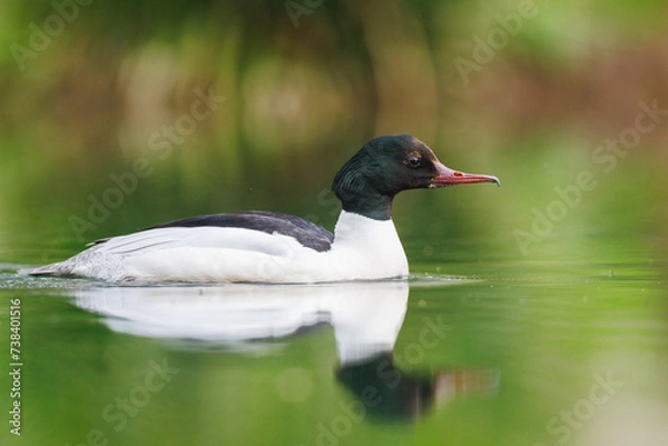 Fototapeta Gänsesäger