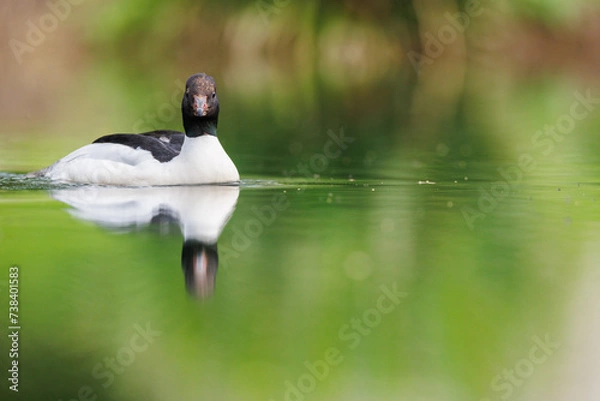 Fototapeta Gänsesäger
