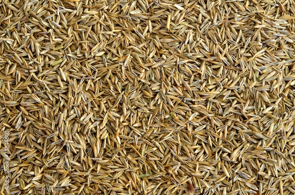 Fototapeta Grass seed background