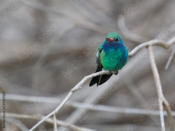 Obraz Broad bill Hummingbird