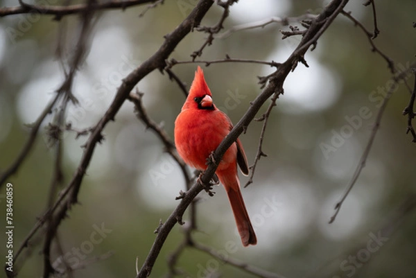 Obraz Male Cardinal