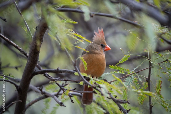 Obraz Female Cardinal