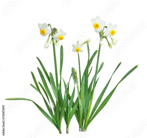 Fototapeta ニホンズイセン