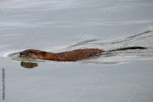 Obraz Common Muskrat (Ondatra zibethicus) Swimming In Wetland Water Close Up