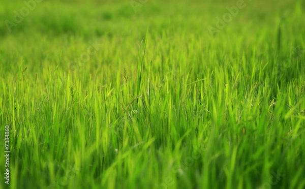 Fototapeta Photo of a green glade with a young grass