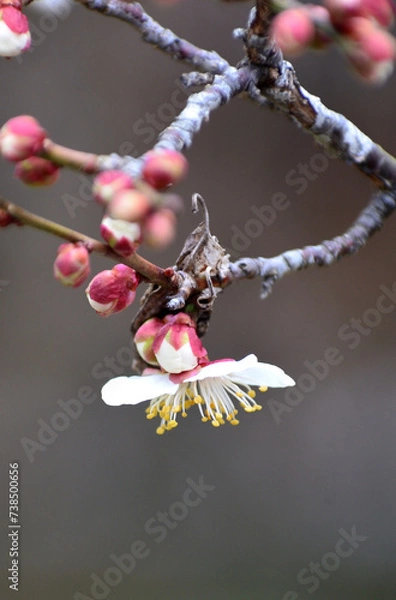 Fototapeta 春を告げる梅の花