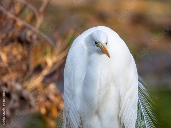 Fototapeta 草むらのダイサギ