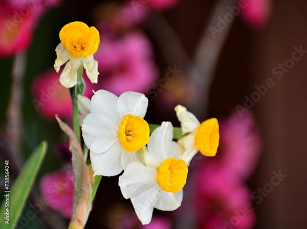 Obraz 白い水仙の花