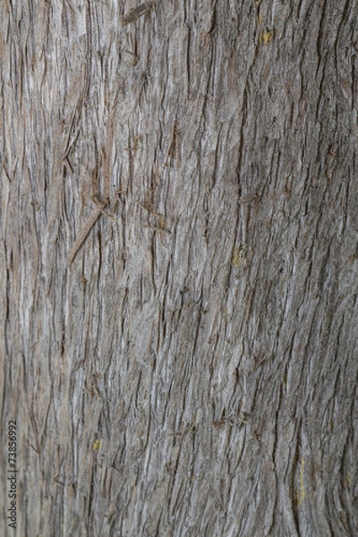 Obraz Cypress bark texture clouse up
