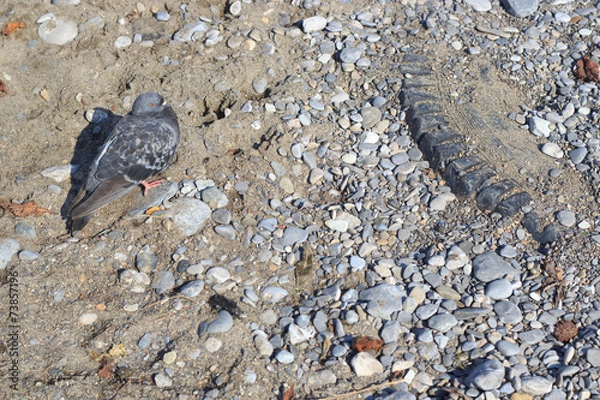 Obraz Bird on the muddy Beach