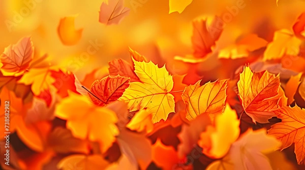 Fototapeta Fallen leaves in the forest in autumn, vibrant trees in the forest