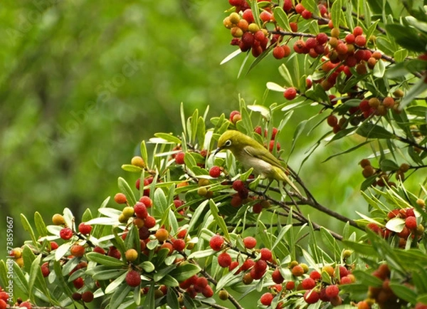 Obraz ヤマモモを食べるメジロ