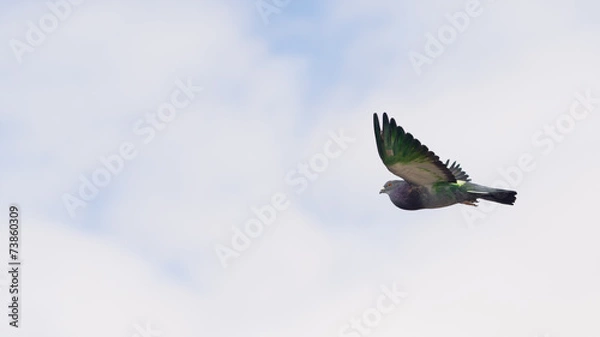 Obraz Paloma verde volando