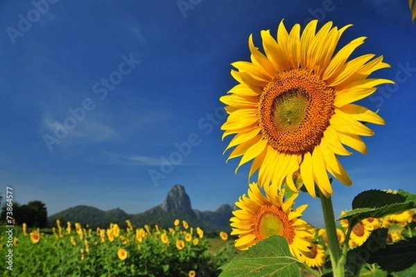 Fototapeta Yellow Sunflowers in the Fields