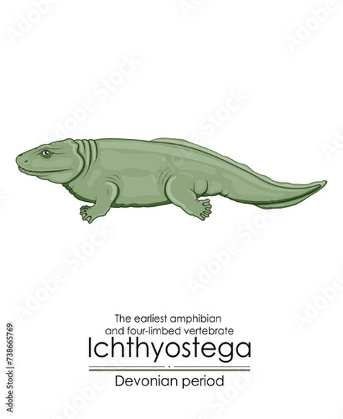 Fototapeta Ichthyostega is the earliest amphibian and four-limbed vertebrate from Devonian period. Colorful illustration on a white background