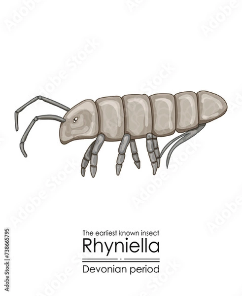 Fototapeta Rhyniella, the earliest known insect, a Devonian period springtail. Colorful illustration on a white background