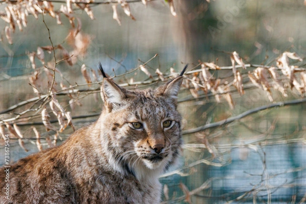 Obraz Luchs