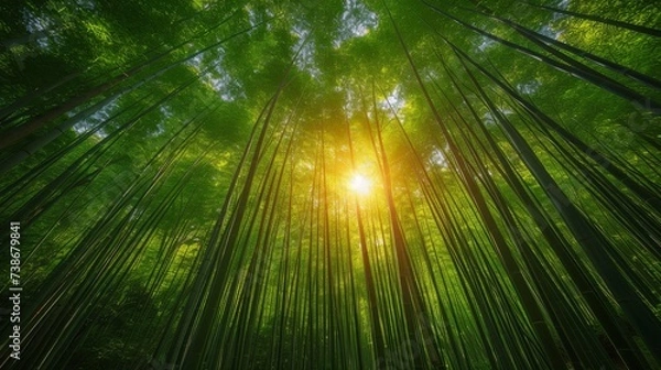 Fototapeta Tranquil Bamboo Forest with Sunlight Filtering Through: A serene bamboo forest with sunlight filtering through the dense foliage, creating a calming atmosphere.