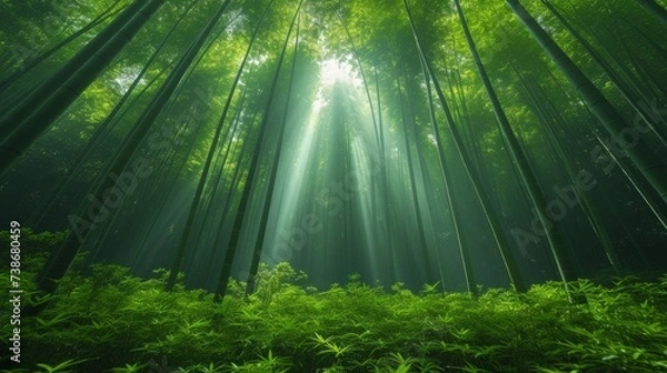 Obraz Tranquil Bamboo Forest with Sunlight Filtering Through: A serene bamboo forest with sunlight filtering through the dense foliage, creating a calming atmosphere.