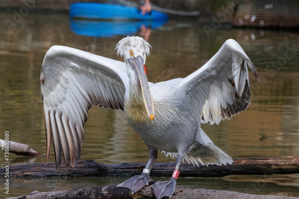 Obraz Weisser Pelikan