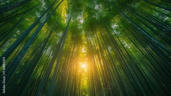 Fototapeta Tranquil Bamboo Forest with Sunlight Filtering Through: A serene bamboo forest with sunlight filtering through the dense foliage, creating a calming atmosphere.