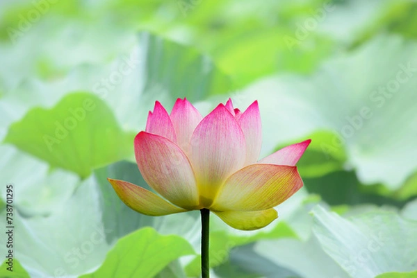 Fototapeta ピンクの花の葉が咲きだした、蓮の花言葉は信頼、仏教の花