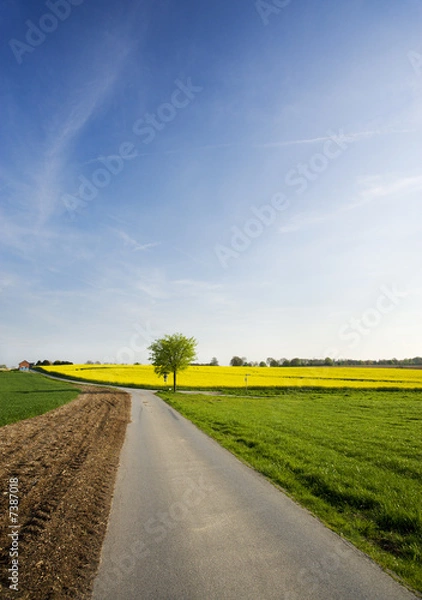 Fototapeta rural landscape with rape field