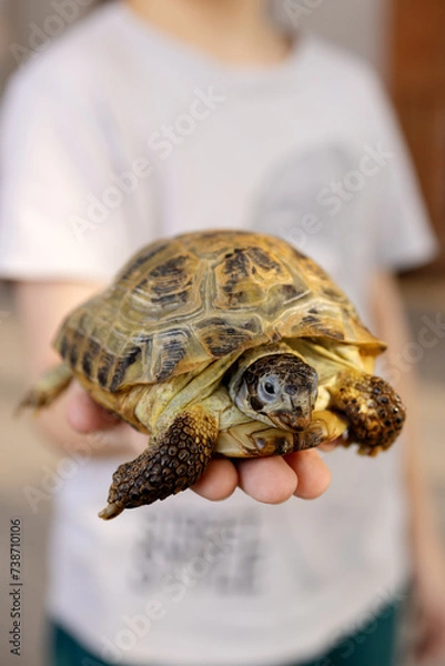 Fototapeta turtle living in a house close-up on a boy's arm