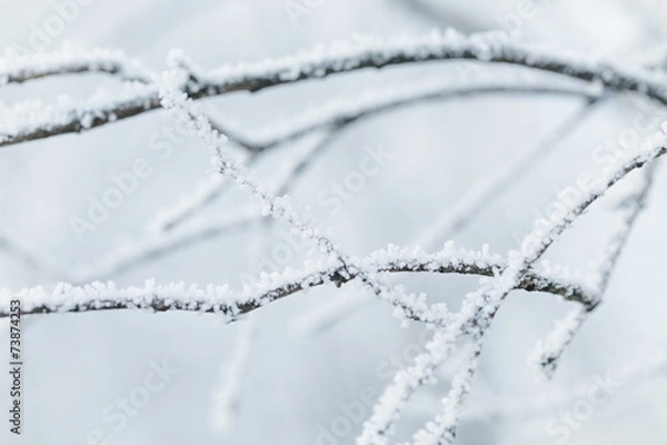 Fototapeta rime covered branches of tree in winter