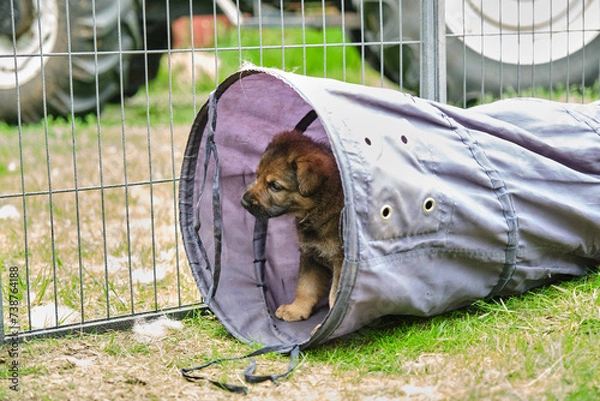Fototapeta Beautiful and cute German Shepherd puppies playing in a garden on a sunny day in Skaraborg Sweden