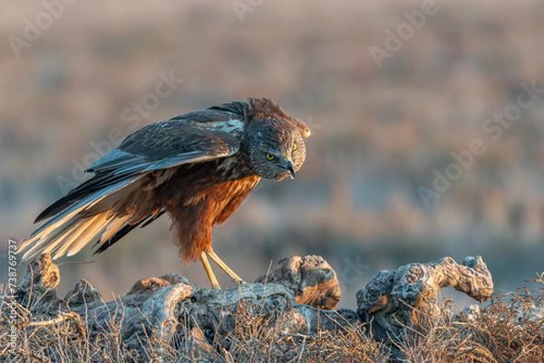 Obraz busard des roseaux