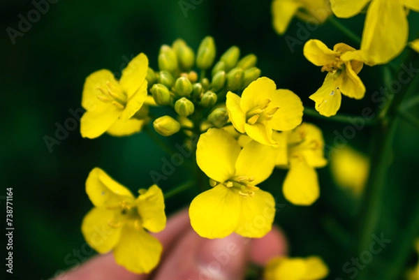 Obraz Rapeseed flower in a field at springtime, colza, brassica napus