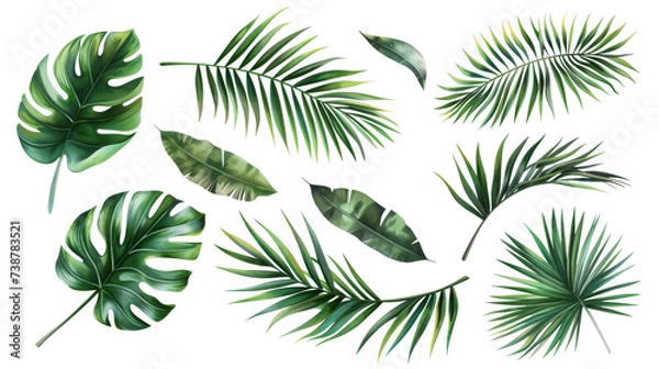 Obraz Tropical palm leaves (Monstera) are set on an isolated, transparent white background. Watercolor, hand-painted, summer clipart