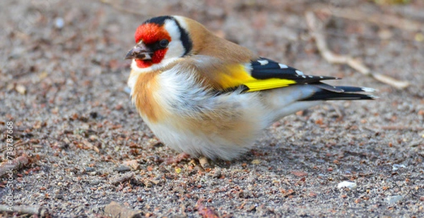 Obraz Stieglitz oder Distelfink