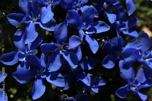 Obraz a close up of blue flowers of Gentiana sierrae Briq. plant