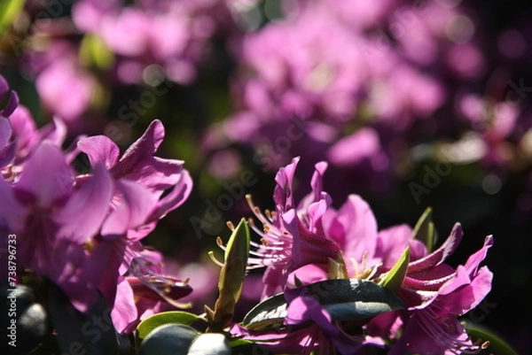 Obraz The bunch of purple flowers of Rhododendron trichanthum is blooming beautifully with vibrant hues