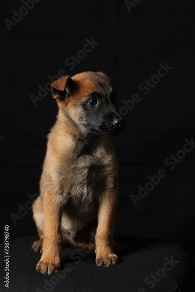 Obraz Belgian Malinois puppy in relaxed posture with black background