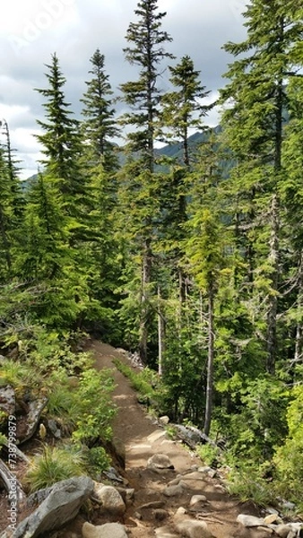 Obraz A rocky footpath trail on a hill surrounded by pine tree forest