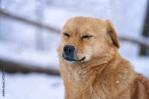 Fototapeta dog in snow