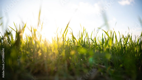 Obraz Sonnenstrahlen durch Gras