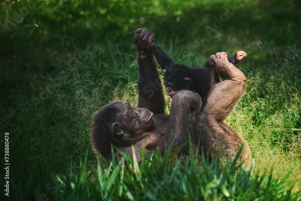 Fototapeta Chimpanzee mother and child playing (Pan troglodytes)