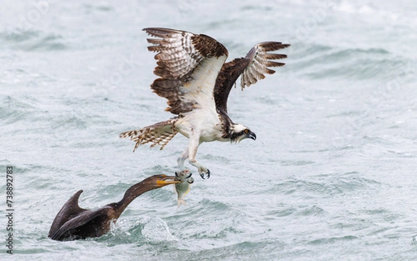 Obraz Osprey and Double-crested Cormorant  (Phalacrocorax auritus) grabbing the sasme fish - Florida