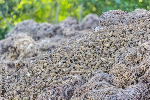 Fototapeta corncob after use