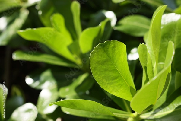 Obraz 沖縄県宮古島　海岸の風景　波　クサトベラ