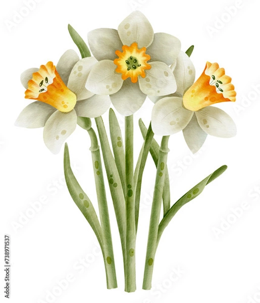 Obraz Narcissus flowers isolated on white background. Watercolor illustration. Spring yellow flower for Easter.