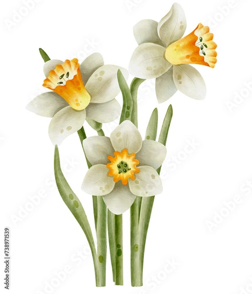 Obraz Hand-drawn bouquet of white daffodil flowers. Watercolor botanical illustration  Narcissus. Spring flower,  Easter. 
