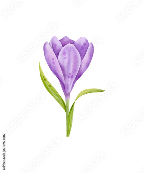 Obraz Crocus flower in purple colour. Hand drawn spring flower in watercolor, isolated on white. Easter botanical illustration.
