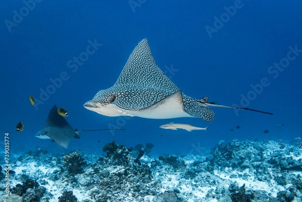 Fototapeta Eagle ray, French Polynesia