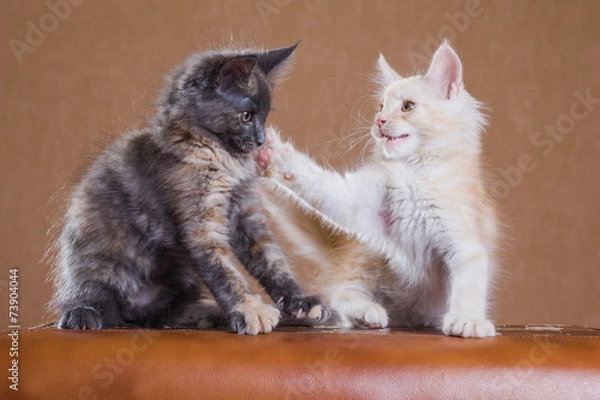 Fototapeta two kittens playing. Slap