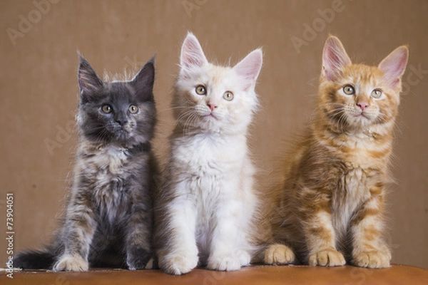 Obraz 3 Cute Maine Coon kittens
